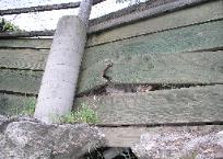 Failure of Concrete Piers & Wood Lagging